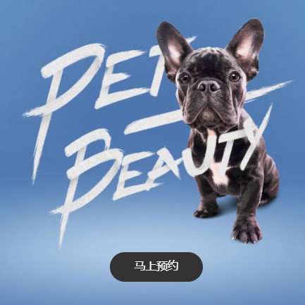 定边宠物中心小程序开发